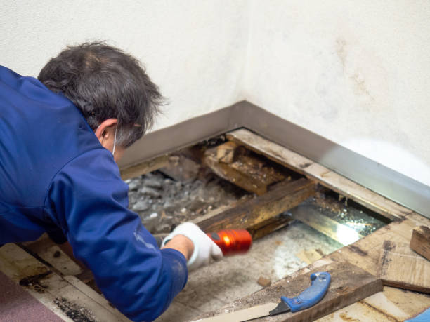 Best Best Mold Removal Companies  in Wyanet, IL