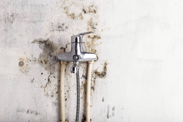 Best Toxic Mold Removal  in Wyanet, IL