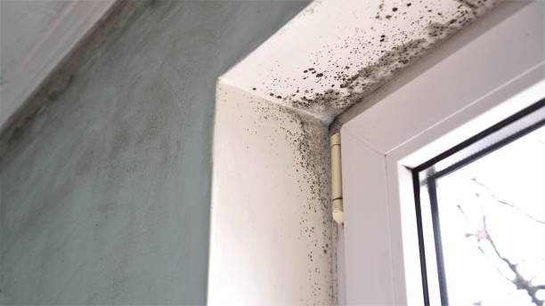 Best Toxic Mold Removal  in Wyanet, IL