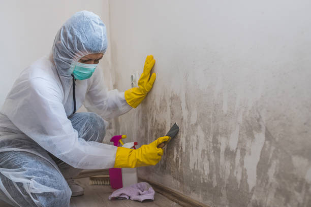 Best Certified Mold Removal  in Wyanet, IL