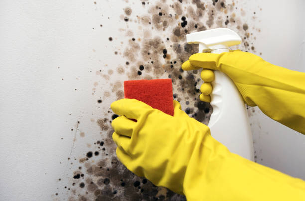 Best Best Mold Removal Companies  in Wyanet, IL