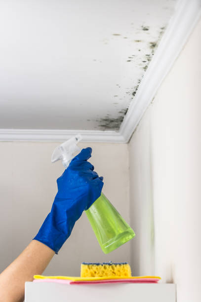Best Commercial Mold Removal  in Wyanet, IL