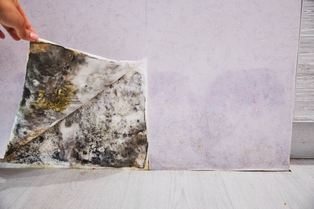 Best Mold Cleaning Services  in Wyanet, IL